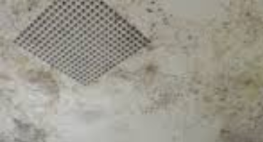 Mold Inspection