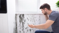 Mold Remediation Guide: Removal, Prevention & Safety