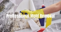 Expert Mold Removal: Safe & Effective Solutions