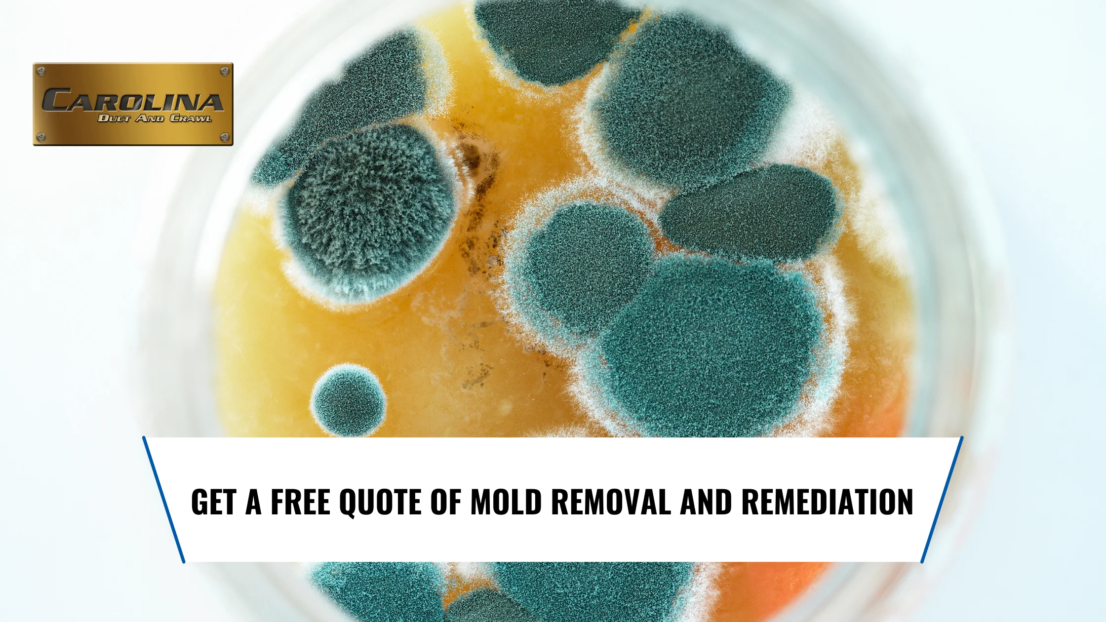 How Much Does Mold Removal Cost? - 2024