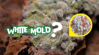 White Mold In Your Crawl Space - Carolina Duct & Crawl